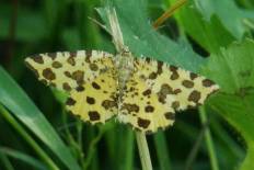 Rheumaptera rebeli - Panther-Spanner (Schwarzrand-Harlekin)